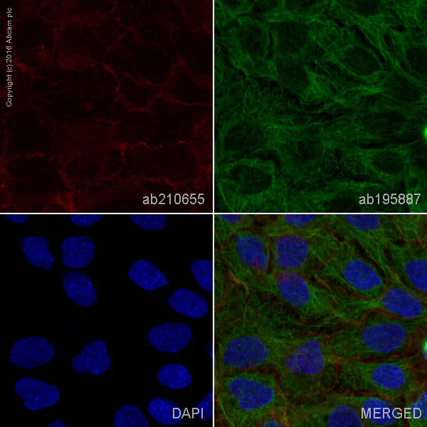 Immunocytochemistry/ Immunofluorescence - Alexa Fluor® 594 Anti-Integrin alpha 2 antibody [EPR17338] - C-terminal (AB210655)