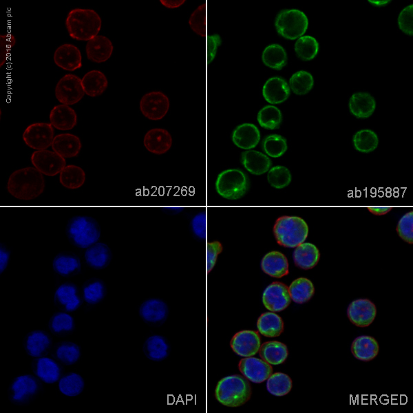 Immunocytochemistry/ Immunofluorescence - Alexa Fluor® 594 Anti-Integrin alpha 5 antibody [EPR7854] (AB207269), expandable thumbnail