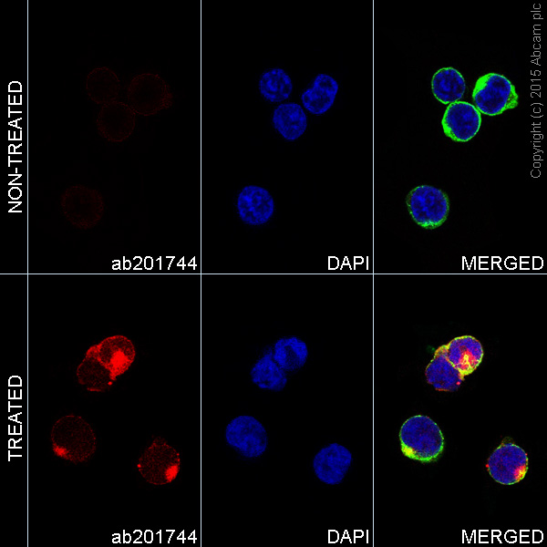 Immunocytochemistry/ Immunofluorescence - Alexa Fluor® 594 Anti-JAK2 (phospho Y1007 + Y1008) + Anti-JAK1 (phospho Y1034 + Y1035) antibody [E132] (AB201744), expandable thumbnail