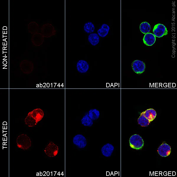 Immunocytochemistry/ Immunofluorescence - Alexa Fluor® 594 Anti-JAK2 (phospho Y1007 + Y1008) + JAK1 (phospho Y1034 + Y1035) antibody [E132] (AB201744)