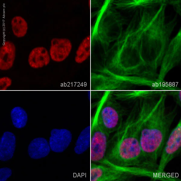 Immunocytochemistry/ Immunofluorescence - Alexa Fluor® 594 Anti-KAT8 / MYST1 / MOF antibody [EPR15803] (AB217249)