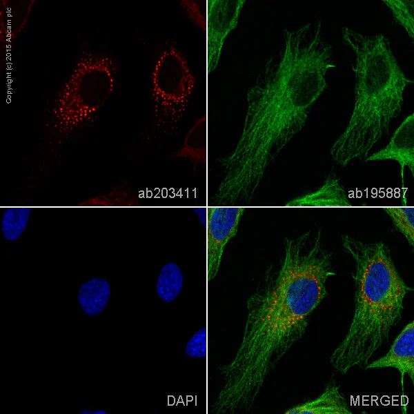 Immunocytochemistry/ Immunofluorescence - Alexa Fluor® 594 Anti-KDEL antibody [EPR12668] - ER Marker (AB203411)