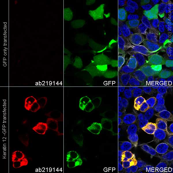 Immunocytochemistry/ Immunofluorescence - Alexa Fluor® 594 Anti-Keratin 12/K12 antibody [EPR17882] (AB219144)