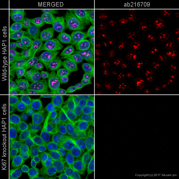 Immunocytochemistry - Alexa Fluor® 594 Anti-Ki67 antibody [EPR3610] (AB216709), expandable thumbnail