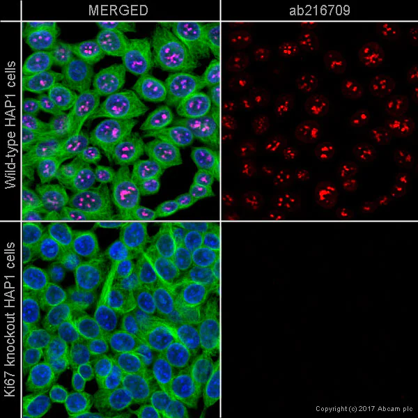Immunocytochemistry - Alexa Fluor® 594 Anti-Ki67 antibody [EPR3610] (AB216709)