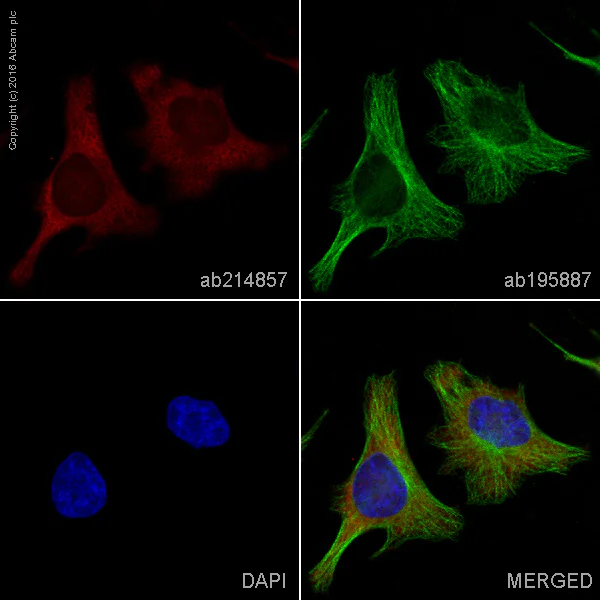 Immunocytochemistry/ Immunofluorescence - Alexa Fluor® 594 Anti-Lactate Dehydrogenase antibody [EP1566Y] (AB214857)