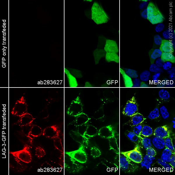 Immunocytochemistry/ Immunofluorescence - Alexa Fluor® 594 Anti-LAG-3 antibody [EPR20261] (AB283627), expandable thumbnail