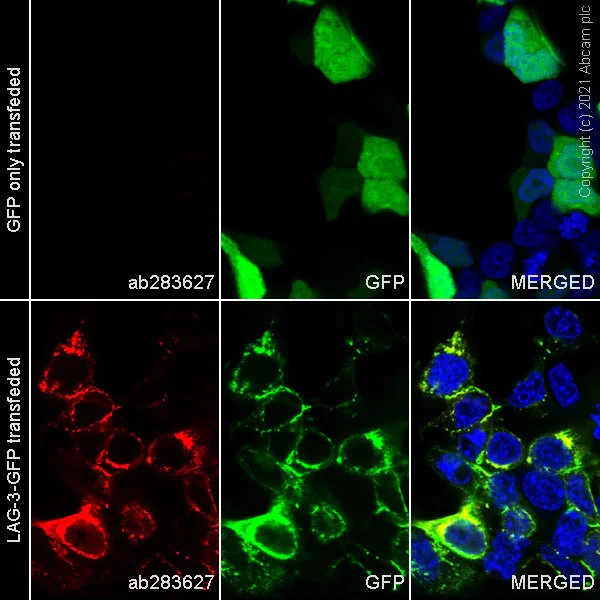 Immunocytochemistry/ Immunofluorescence - Alexa Fluor® 594 Anti-LAG-3 antibody [EPR20261] (AB283627)
