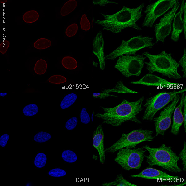 Immunocytochemistry/ Immunofluorescence - Alexa Fluor® 594 Anti-Lamin A + Lamin C antibody [EPR4100] - Nuclear Envelope Marker (AB215324)