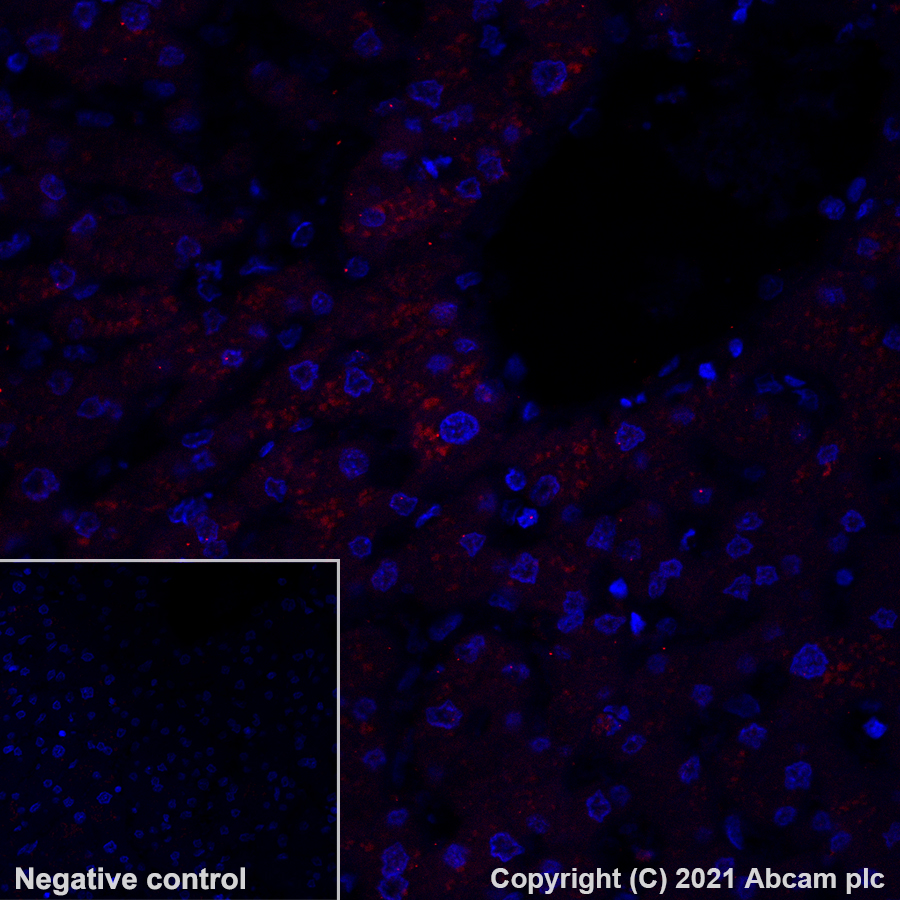 Immunohistochemistry (Formalin/PFA-fixed paraffin-embedded sections) - Alexa Fluor® 594 Anti-LAMP2A antibody [EPR4207(2)] (AB281931), expandable thumbnail