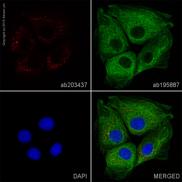 Immunocytochemistry/ Immunofluorescence - Alexa Fluor® 594 Anti-M6PR (cation independent) antibody [EPR6599] - Lysosome Membrane Marker (AB203437)
