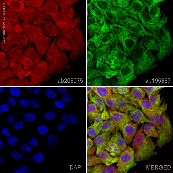 Immunocytochemistry/ Immunofluorescence - Alexa Fluor® 594 Anti-MEK1 + MEK2 antibody [EPR16667] (AB208075), expandable thumbnail