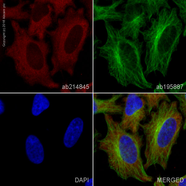 Immunocytochemistry/ Immunofluorescence - Alexa Fluor® 594 Anti-MEK2 antibody [Y78] (AB214845)