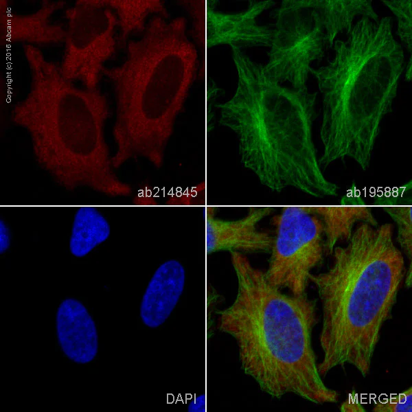 Immunocytochemistry/ Immunofluorescence - Alexa Fluor® 594 Anti-MEK2 antibody [Y78] (AB214845)