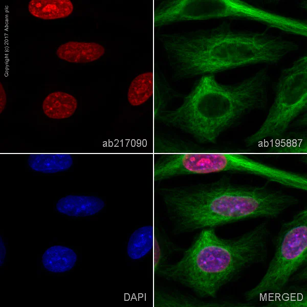 Immunocytochemistry/ Immunofluorescence - Alexa Fluor® 594 Anti-mH2A1 antibody [EPR9359(2)] (AB217090)