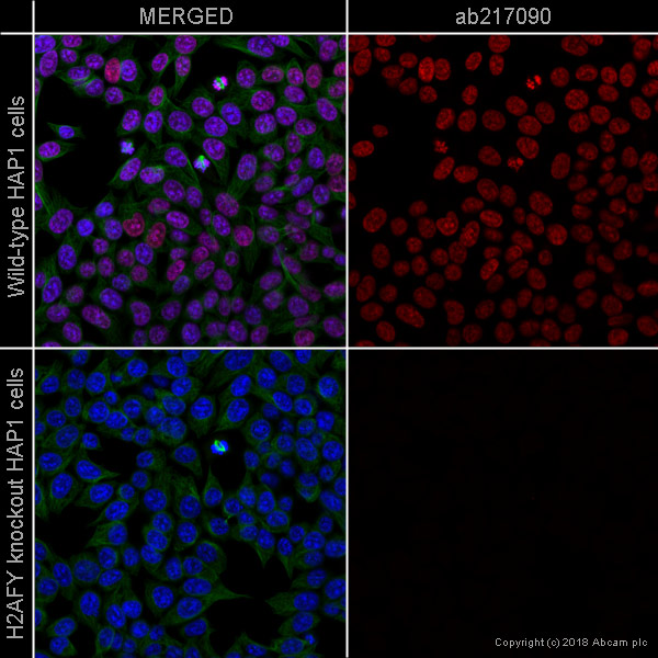 Immunocytochemistry/ Immunofluorescence - Alexa Fluor® 594 Anti-mH2A1 antibody [EPR9359(2)] (AB217090), expandable thumbnail