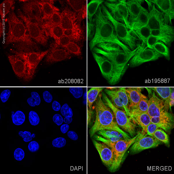 Immunocytochemistry/ Immunofluorescence - Alexa Fluor® 594 Anti-MLKL antibody [EPR17514] (AB208082), expandable thumbnail
