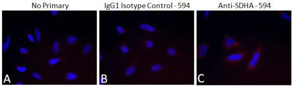Immunocytochemistry/ Immunofluorescence - Alexa Fluor® 594 Mouse IgG1, kappa monoclonal [15-6E10A7] - Isotype Control (AB178000)
