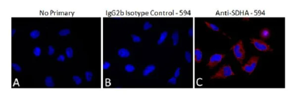 Immunocytochemistry/ Immunofluorescence - Alexa Fluor® 594 Mouse IgG2b, kappa monoclonal [7E10G10] - Isotype Control (AB178002)