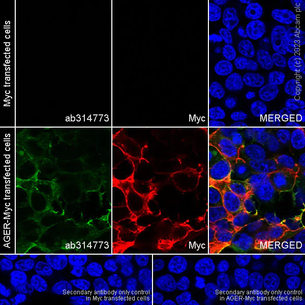 Immunocytochemistry/ Immunofluorescence - Alexa Fluor® 594 Anti-Myc tag antibody [9E10] (AB223894)