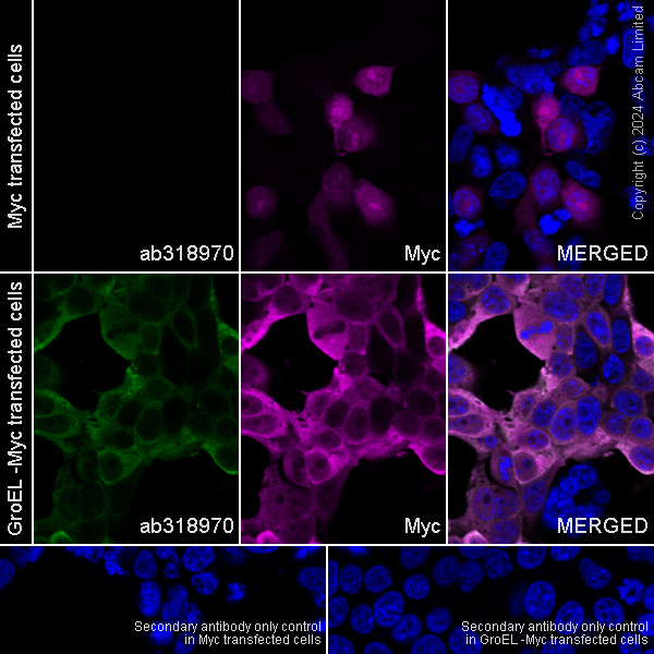 Immunocytochemistry/ Immunofluorescence - Alexa Fluor® 594 Anti-Myc tag antibody [9E10] (ab223894), expandable thumbnail