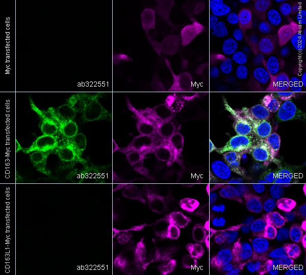 Immunocytochemistry/ Immunofluorescence - Alexa Fluor® 594 Anti-Myc tag antibody [9E10] (ab223894), expandable thumbnail