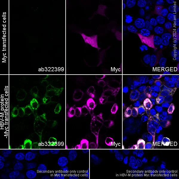 Immunocytochemistry/ Immunofluorescence - Alexa Fluor® 594 Anti-Myc tag antibody [9E10] (AB223894)