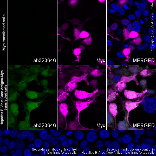 Immunocytochemistry/ Immunofluorescence - Alexa Fluor® 594 Anti-Myc tag antibody [9E10] (AB223894), expandable thumbnail