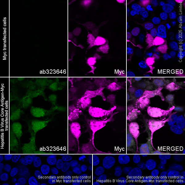 Immunocytochemistry/ Immunofluorescence - Alexa Fluor® 594 Anti-Myc tag antibody [9E10] (AB223894)