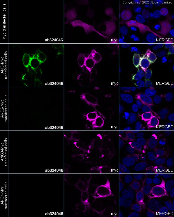 Immunocytochemistry/ Immunofluorescence - Alexa Fluor® 594 Anti-Myc tag antibody [9E10] (AB223894)