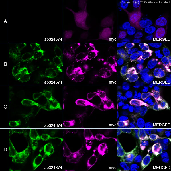 Immunocytochemistry/ Immunofluorescence - Alexa Fluor® 594 Anti-Myc tag antibody [9E10] (AB223894)