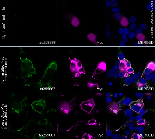 Immunocytochemistry/ Immunofluorescence - Alexa Fluor® 594 Anti-Myc tag antibody [9E10] (AB223894)