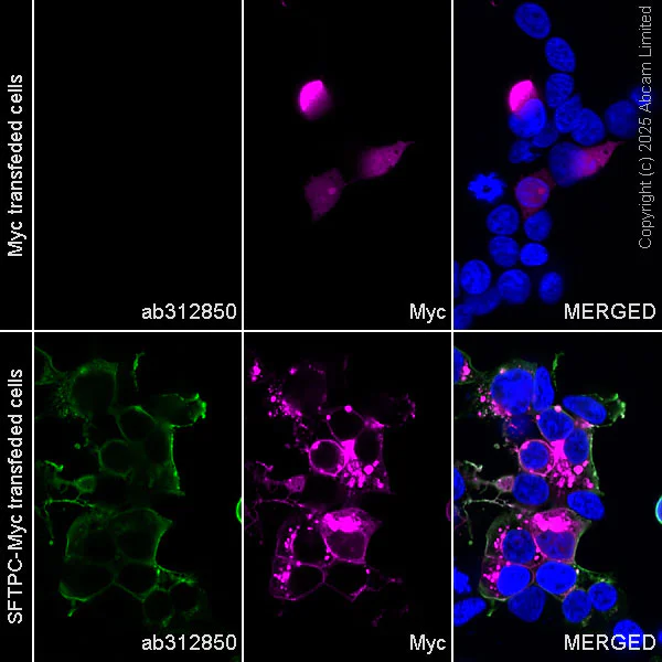 Immunocytochemistry/ Immunofluorescence - Alexa Fluor® 594 Anti-Myc tag antibody [9E10] (AB223894)