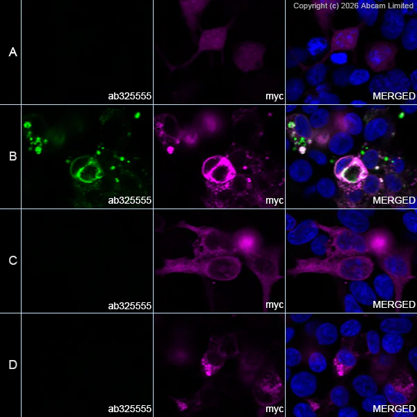 Immunocytochemistry/ Immunofluorescence - Alexa Fluor® 594 Anti-Myc tag antibody [9E10] (AB223894)