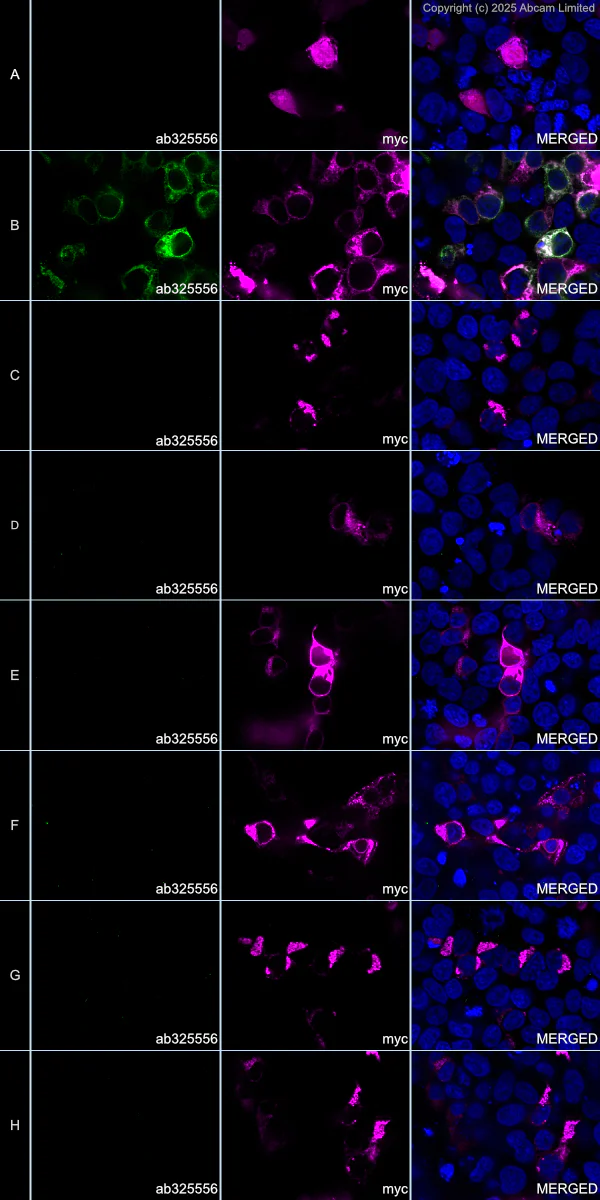 Immunocytochemistry/ Immunofluorescence - Alexa Fluor® 594 Anti-Myc tag antibody [9E10] (AB223894)