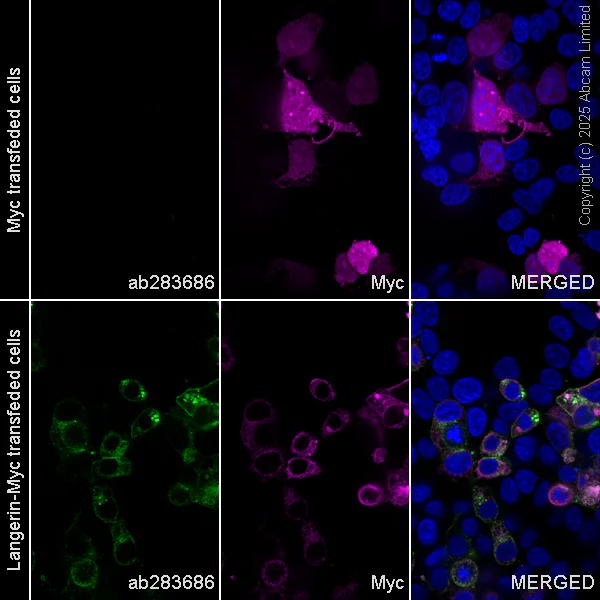 Immunocytochemistry/ Immunofluorescence - Alexa Fluor® 594 Anti-Myc tag antibody [9E10] (AB223894)