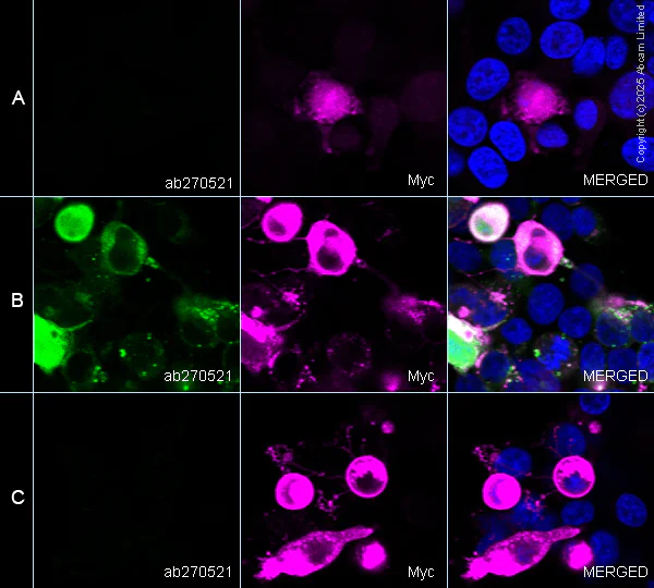 Immunocytochemistry/ Immunofluorescence - Alexa Fluor® 594 Anti-Myc tag antibody [9E10] (AB223894)