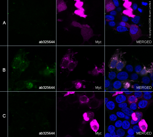 Immunocytochemistry/ Immunofluorescence - Alexa Fluor® 594 Anti-Myc tag antibody [9E10] (AB223894)
