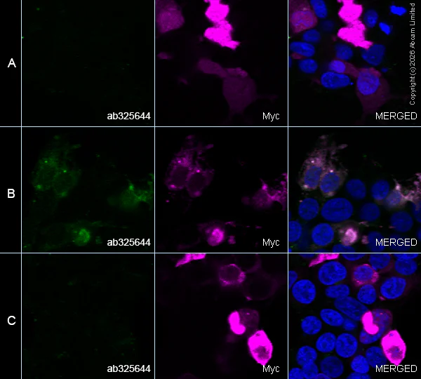 Immunocytochemistry/ Immunofluorescence - Alexa Fluor® 594 Anti-Myc tag antibody [9E10] (AB223894)