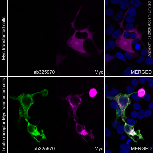 Immunocytochemistry/ Immunofluorescence - Alexa Fluor® 594 Anti-Myc tag antibody [9E10] (AB223894)
