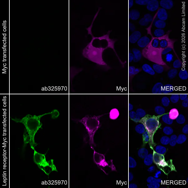 Immunocytochemistry/ Immunofluorescence - Alexa Fluor® 594 Anti-Myc tag antibody [9E10] (AB223894)