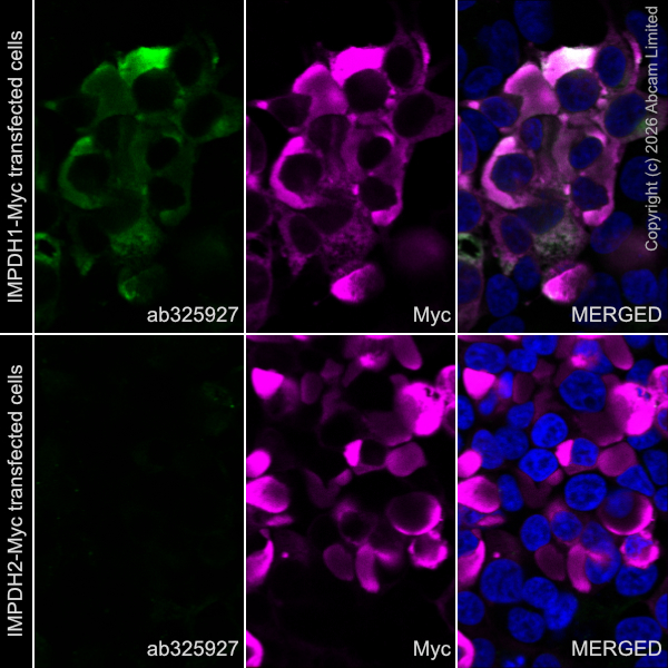 Immunocytochemistry/ Immunofluorescence - Alexa Fluor® 594 Anti-Myc tag antibody [9E10] (AB223894)