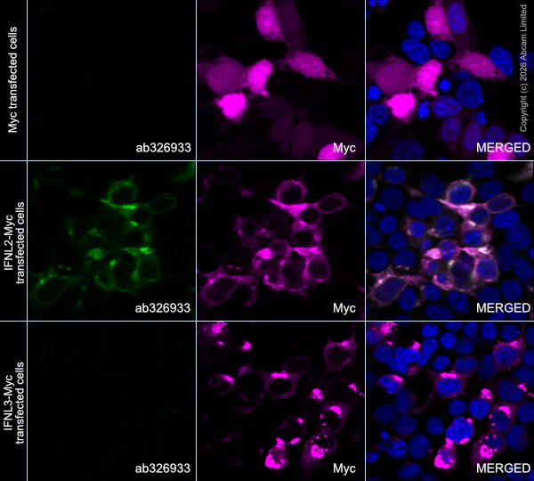 Immunocytochemistry/ Immunofluorescence - Alexa Fluor® 594 Anti-Myc tag antibody [9E10] (AB223894)