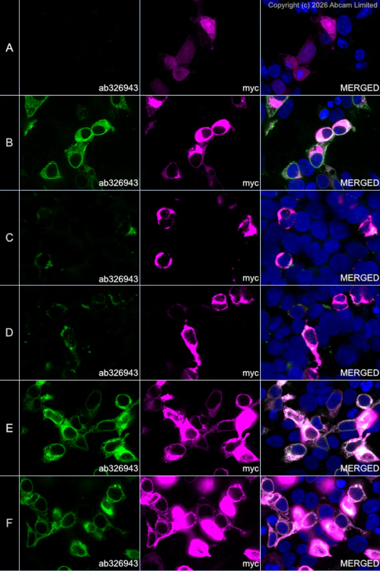 Immunocytochemistry/ Immunofluorescence - Alexa Fluor® 594 Anti-Myc tag antibody [9E10] (AB223894)
