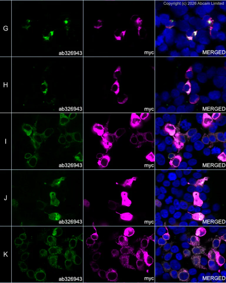 Immunocytochemistry/ Immunofluorescence - Alexa Fluor® 594 Anti-Myc tag antibody [9E10] (AB223894)