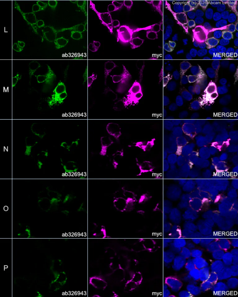 Immunocytochemistry/ Immunofluorescence - Alexa Fluor® 594 Anti-Myc tag antibody [9E10] (AB223894)