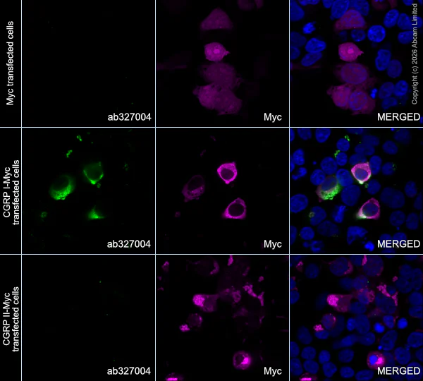 Immunocytochemistry/ Immunofluorescence - Alexa Fluor® 594 Anti-Myc tag antibody [9E10] (AB223894)