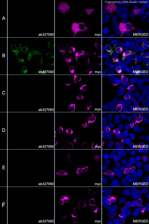Immunocytochemistry/ Immunofluorescence - Alexa Fluor® 594 Anti-Myc tag antibody [9E10] (AB223894)