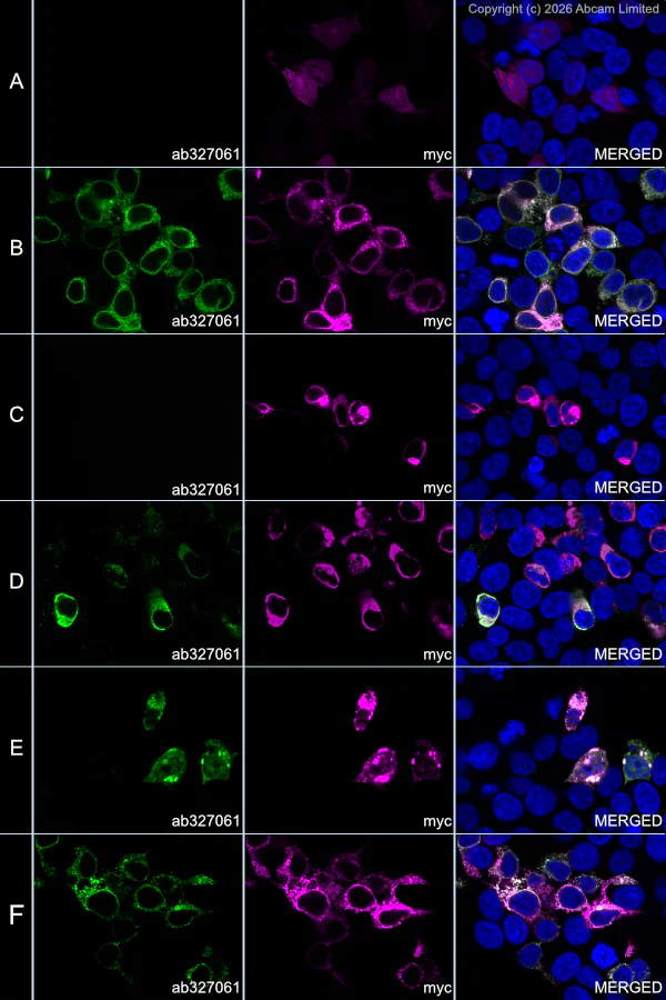 Immunocytochemistry/ Immunofluorescence - Alexa Fluor® 594 Anti-Myc tag antibody [9E10] (AB223894)