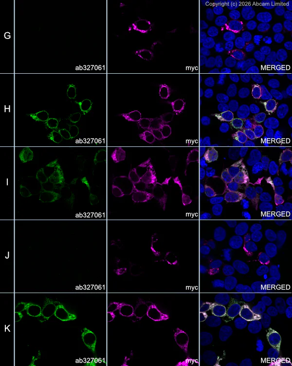 Immunocytochemistry/ Immunofluorescence - Alexa Fluor® 594 Anti-Myc tag antibody [9E10] (AB223894)